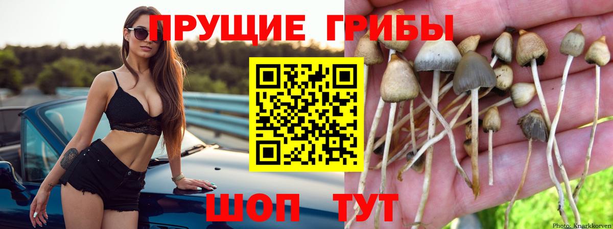 Псилоцибиновые грибы мухоморы  Галлюциногенные грибы Psilocybine cubensis  Кузнецк  Вход с VPN 